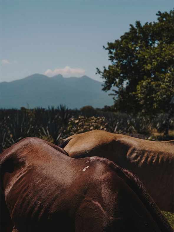 volcan9